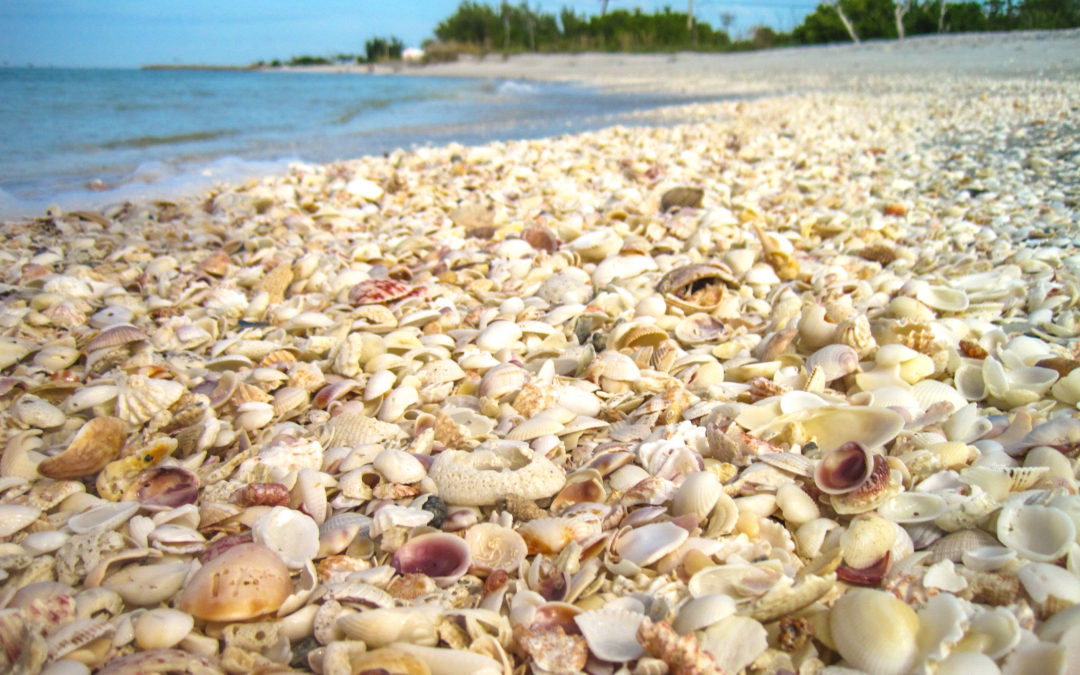 Sea shell collecting